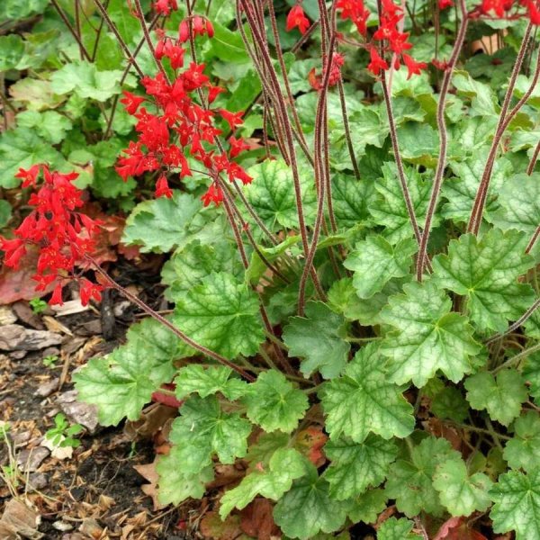 Гейхера карминно-красная