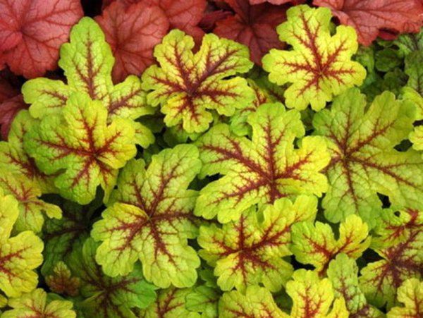 Гейхера / гейхерелла Dark Mystery