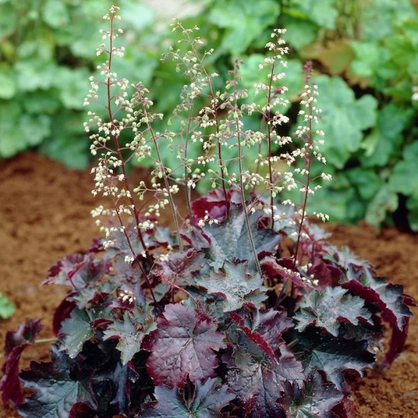 Гейхера минт Фрост