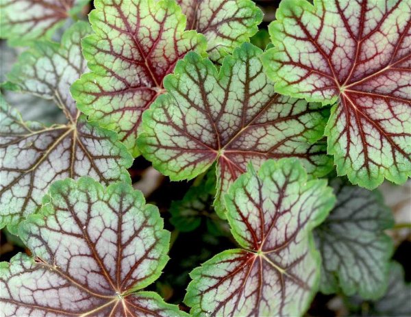 Камнеломка гейхера