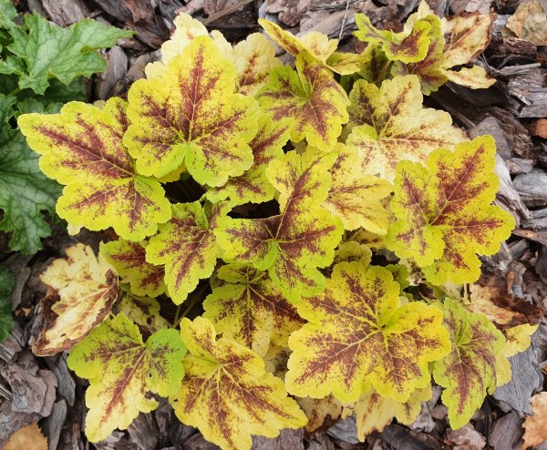 Гейхера ползучая