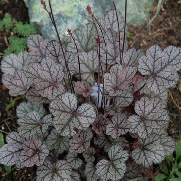 Гейхера гибридная Рио