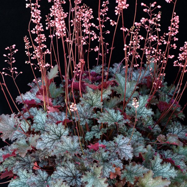 Гейхера Хеухера