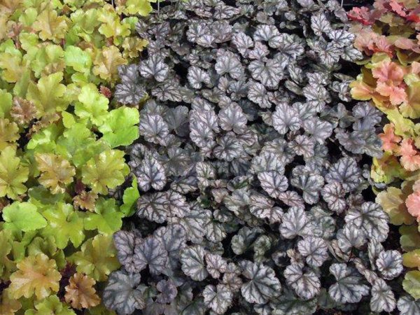 Гейхера Джорджия Пич