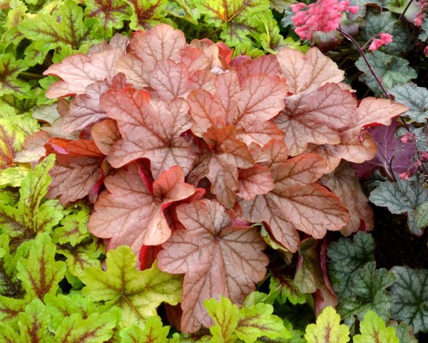 Гейхера Heuchera Tokyo
