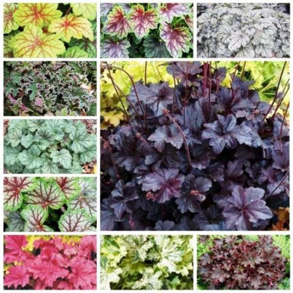 Гейхера микранта