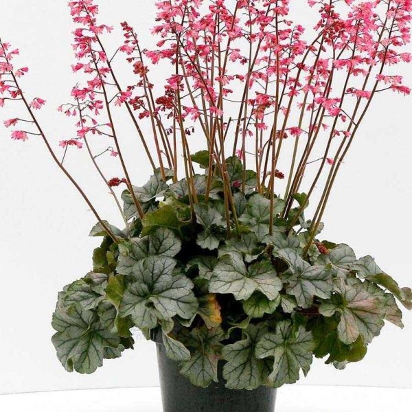 Гейхера Королевская