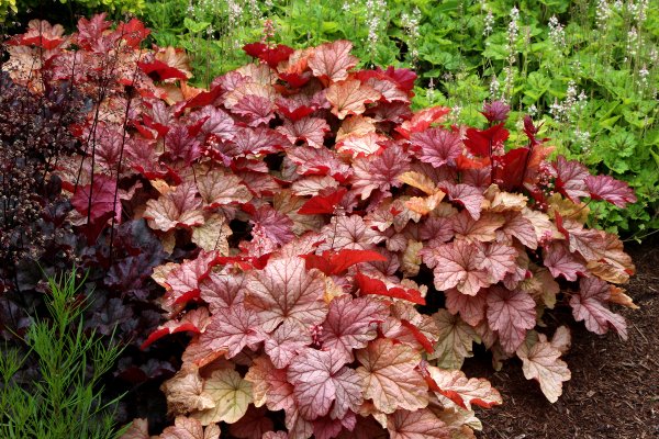 Гейхера Криста