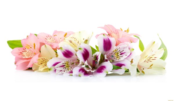 Цветы горизонтальные