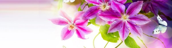 Цветы фиолетовые панорама