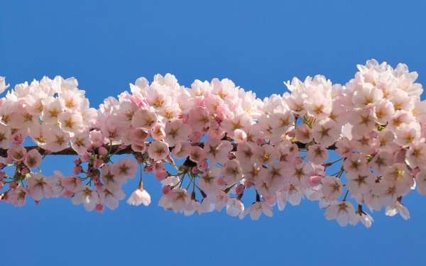 Красивые цветы горизонтальные