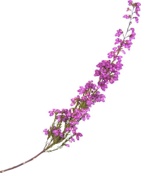 Дельфиниум СМИККА