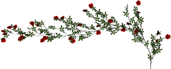 Розы горизонтально