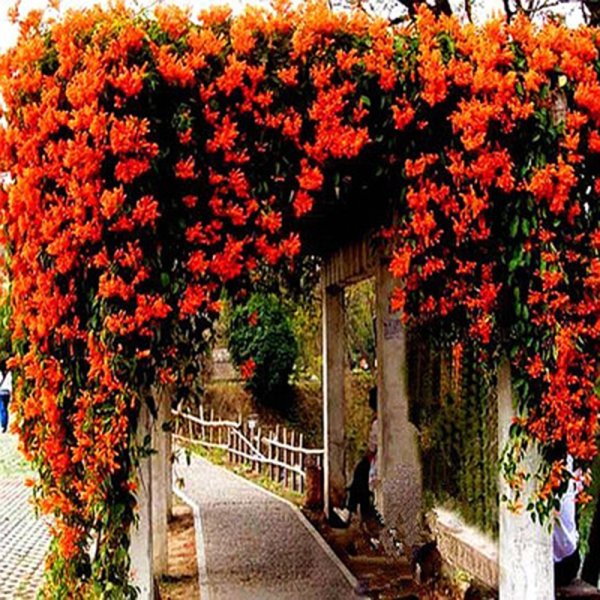 Кампсис и Глициния