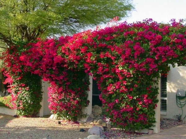 Клематис плетущийся