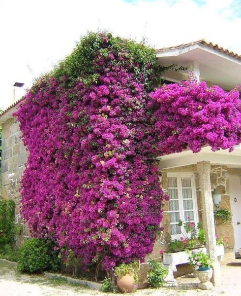 Лиана Хмель вьющийся