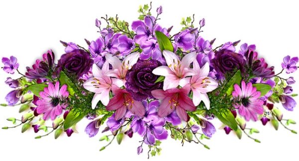 Орхидея фаленопсис белая свисающая