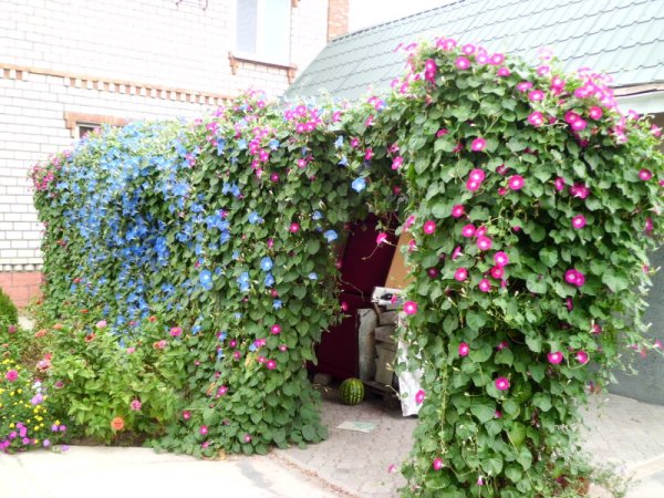 Клематис вандерфул