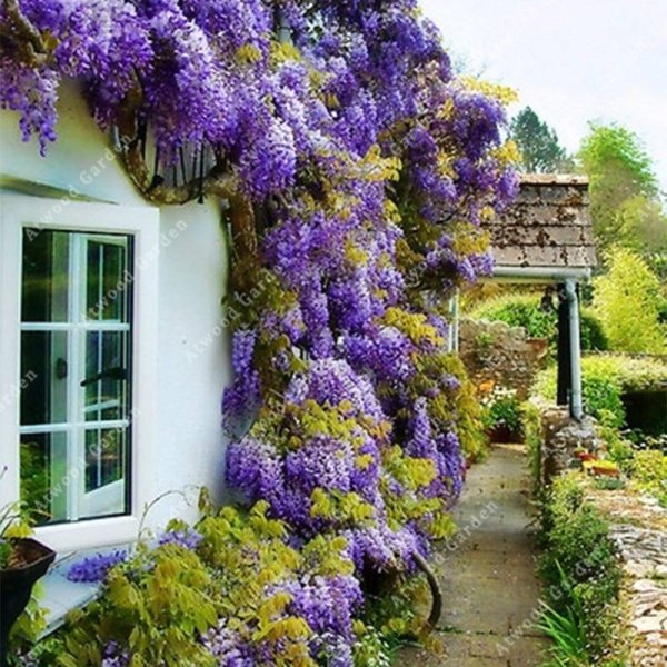 Клематис Вьюн