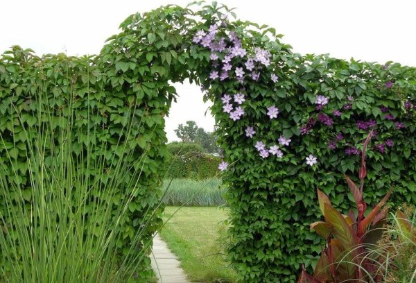 Кирказон актинидия