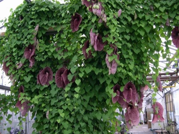 Ипомея пурпурная