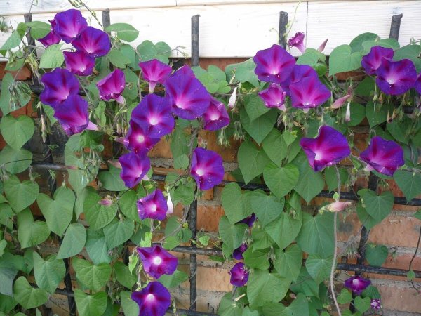 Кампсис Лиана