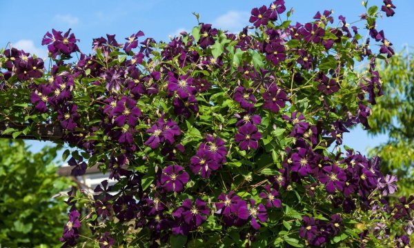 Девичий виноград пятилисточковый