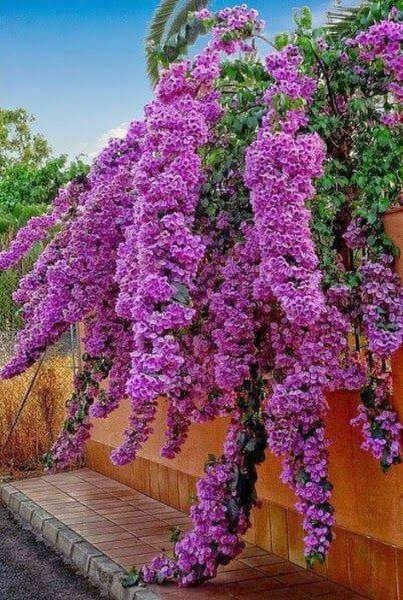 Глициния обильноцветущая Пинк айс (