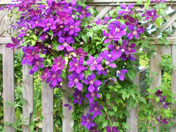 Кампсис укореняющийся (текома)