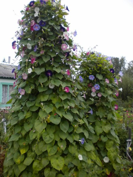 Клематис вертикальное Озеленение