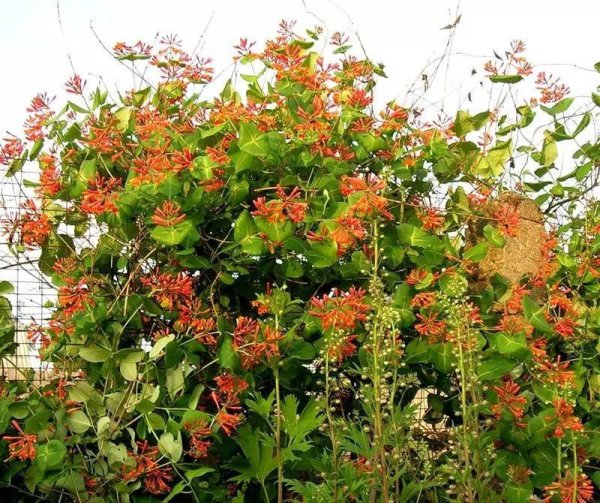 Ипомея мина Лобата