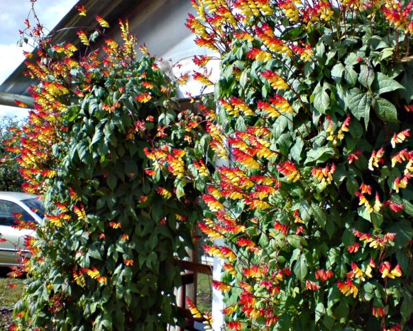 Лиана бугенвиллия вечнозеленые