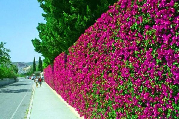 Садовая Лиана ипомея