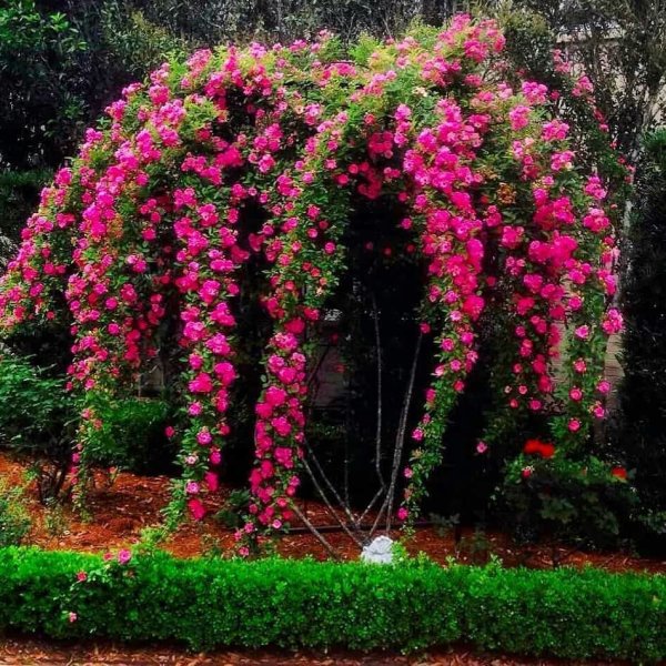 Клематис бугенвиллия