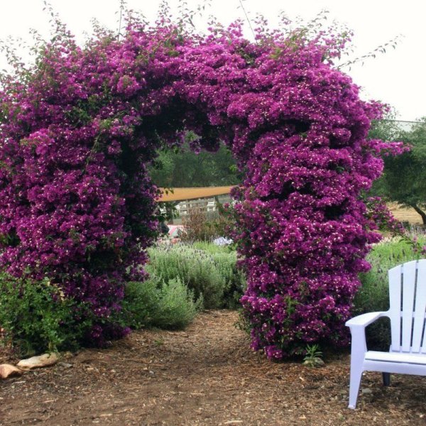 Клематис президент