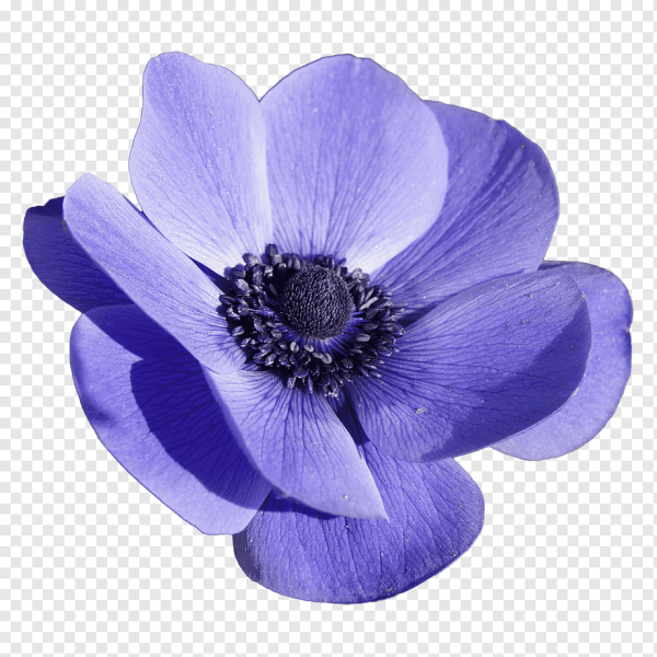 Цветы ПГН