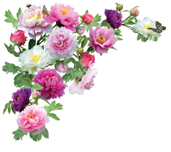Флокс и Хризантема