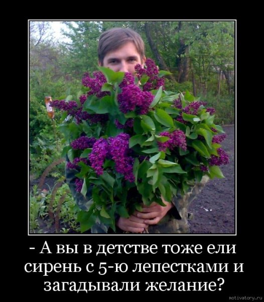 Лизиантус Рассела