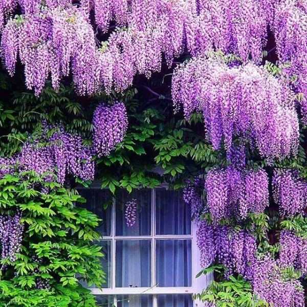 Глициния Wisteria sinensis