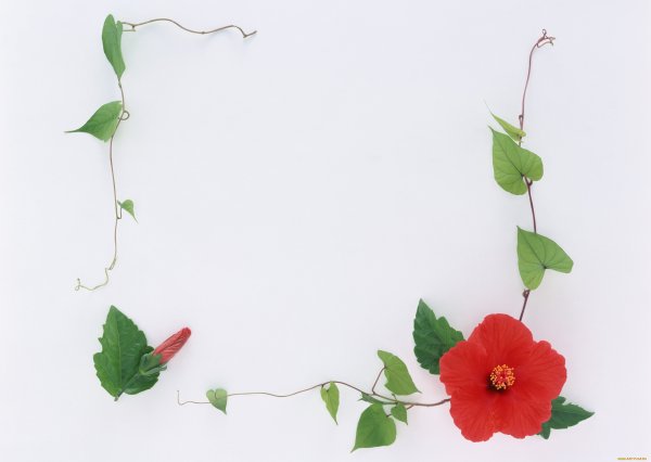 Глициния Кавати Фудзи