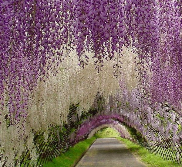 Вьюн на прозрачном фоне