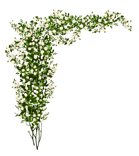 Лиана многолетняя кампсис