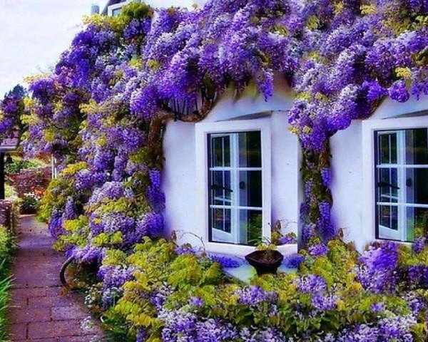 Глициния вьющаяся Лиана