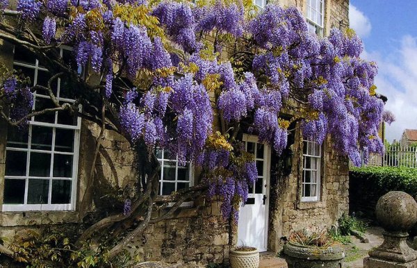 Лианы с цветами