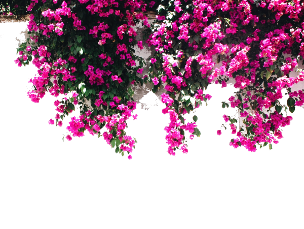 Глициния китайская Блю сапфир