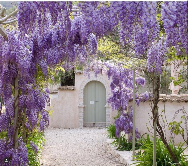 Глициния Wisteria sinensis