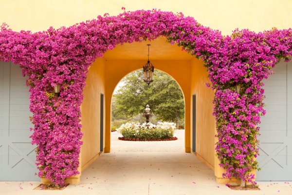 Роуз Гарден плетистая