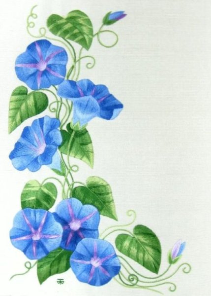 Цветок бугенвиллия бугенвиллия