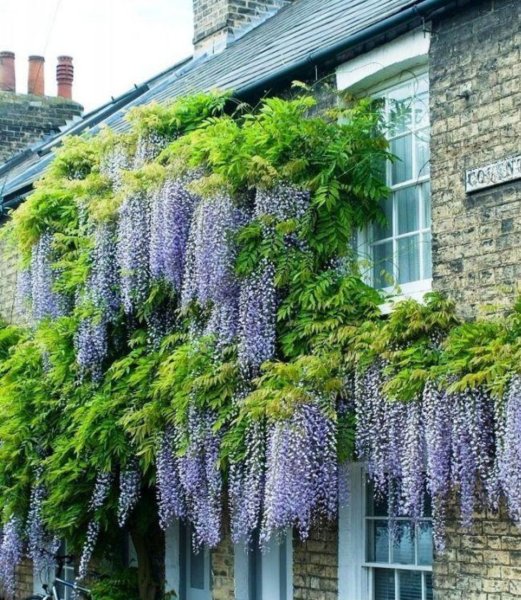 Плетистые розы Берсо