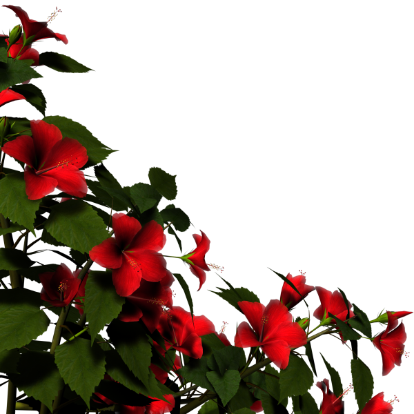 Глициния Вистерия Лиана